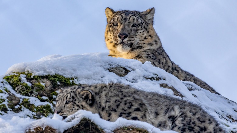 A snow leopard and her cub sitting in the snow
