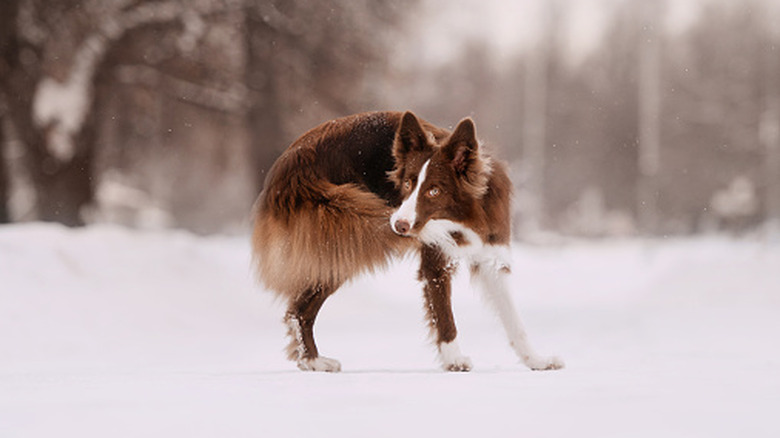 A border collie in the snow with tail in its mouth