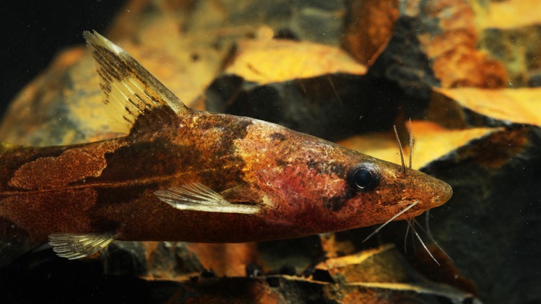 Close up of bumblebee catfish  swimming