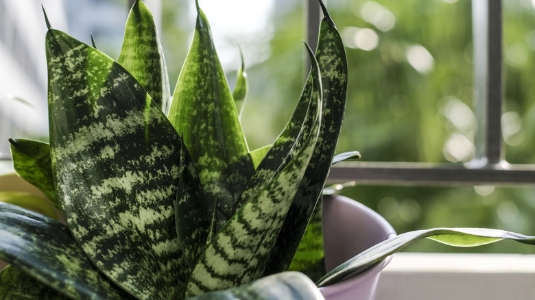A snake plant in front of a window.