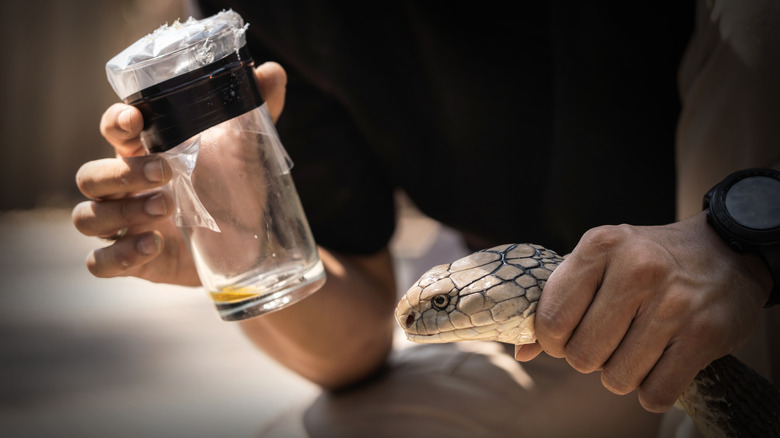 mid section of snake milker holding vial of venom in one hand and king cobra snake in the other