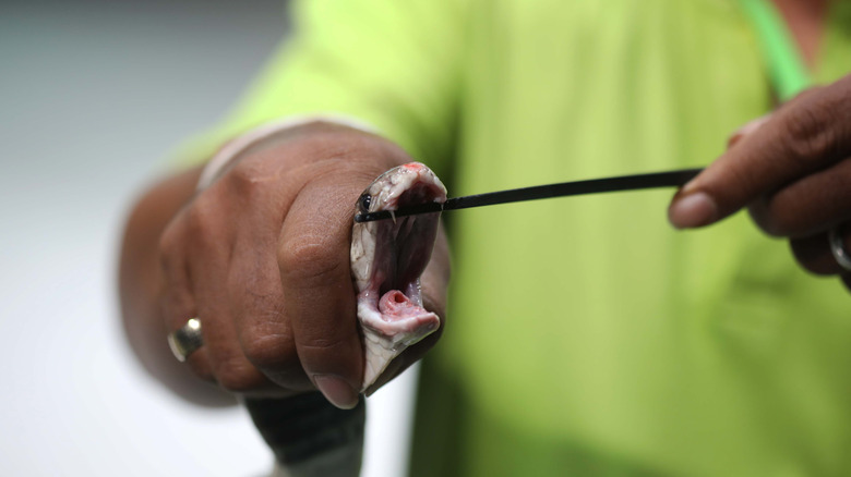 Man holds snake head with jaw open, while exposing its fangs with a stick