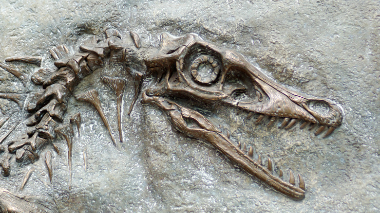 replica of fossilized velociraptor skull