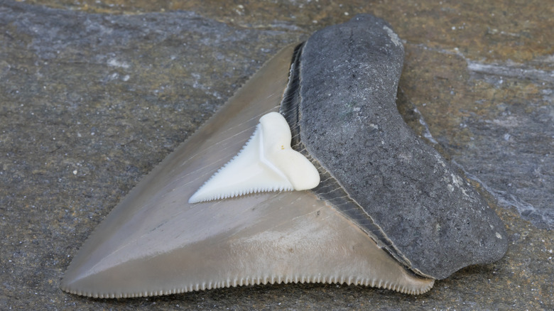 A shark tooth sits on top of a fossilized megalodon tooth
