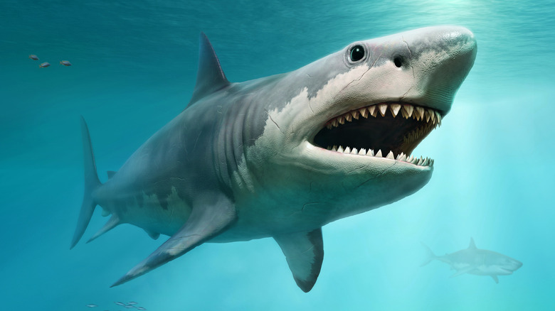 A megalodon is seen swimming from below