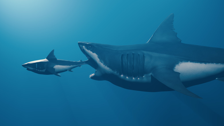 A Megalodon opens its jaws as it chases a shark