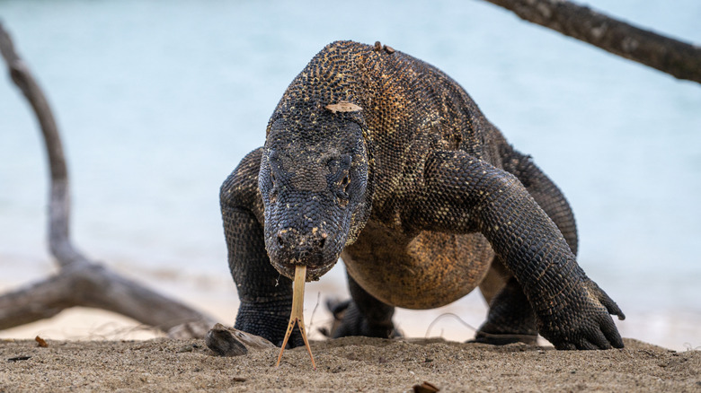 Komodo dragon in its natural habitat