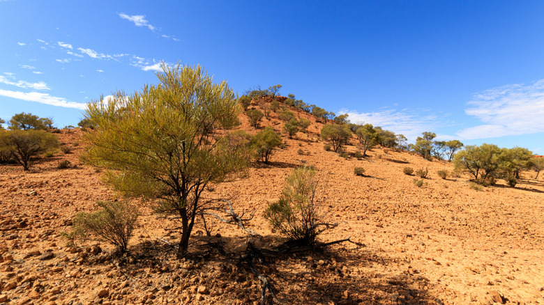 Arid desert environment in Queensland, Australia