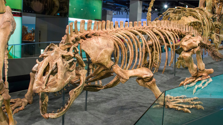 Fossil skeleton of a megalania in a museum