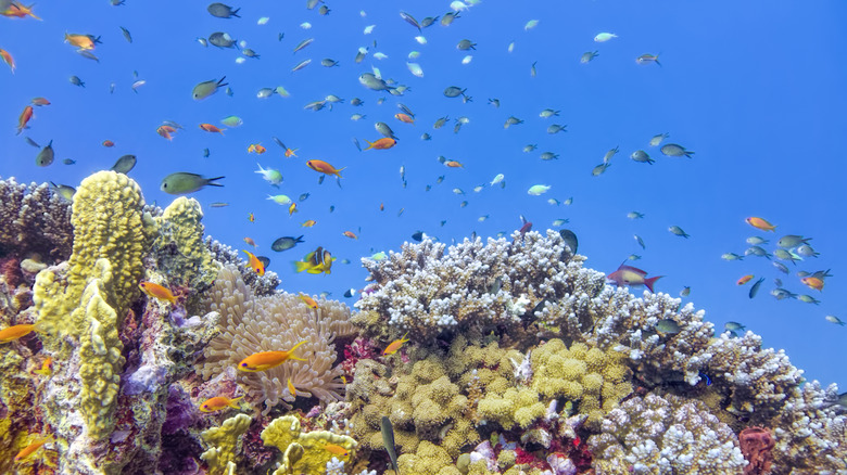 A coral reef filled with fish