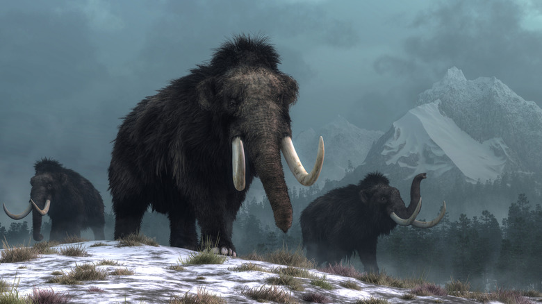 A rendering of three woolly mammoths
