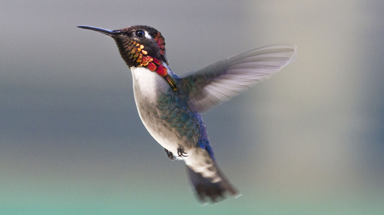 male bee hummingbird in flight