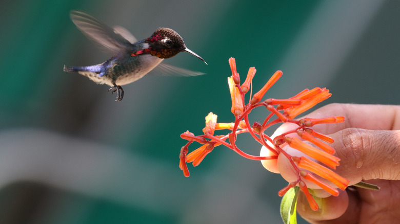 male bee hummingbird fed by human hand