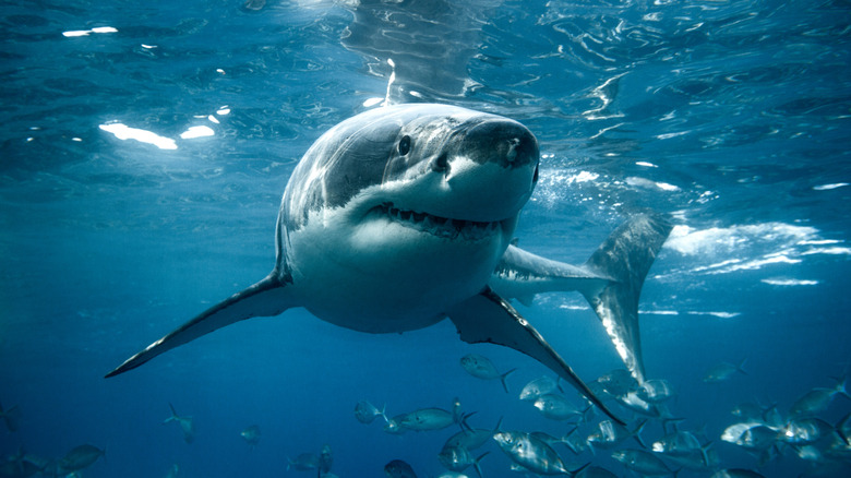 A great white shark swimming in the direction of the camera.