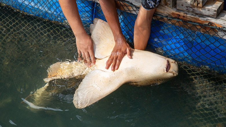 A small tiger shark getting a belly rub.