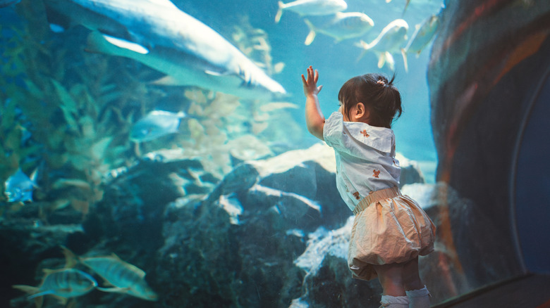 A little girl looking into an aquarium with her hands pressed to the glass.
