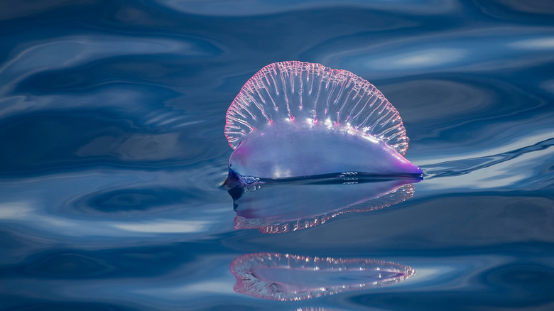 The pneumatophore of a Portuguese man-of-war, floating on the water.