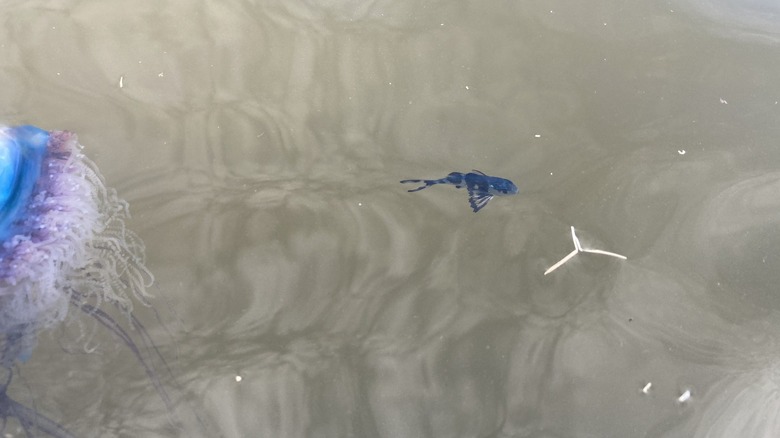 A man-of-war-fish (Nomeus gronovii) floating alonsife a man-of-war.