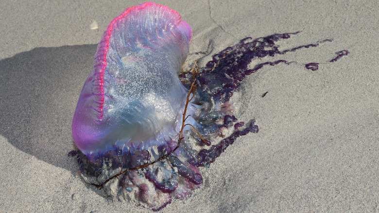 A Portuguese man-of-war washed up on the beach.