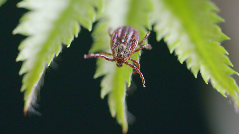 Oval shaped tick with front legs raised on end of a fern frond
