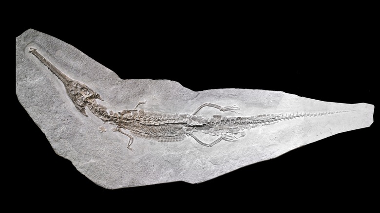 intact mosasaur fossil