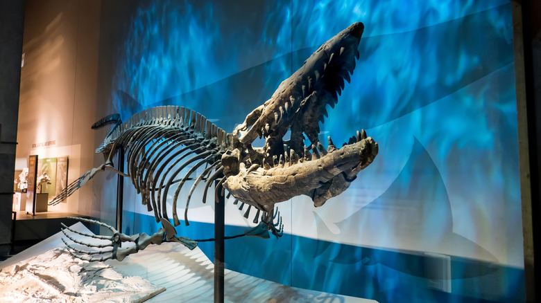 Tylosaurus fossil in museum dispaly