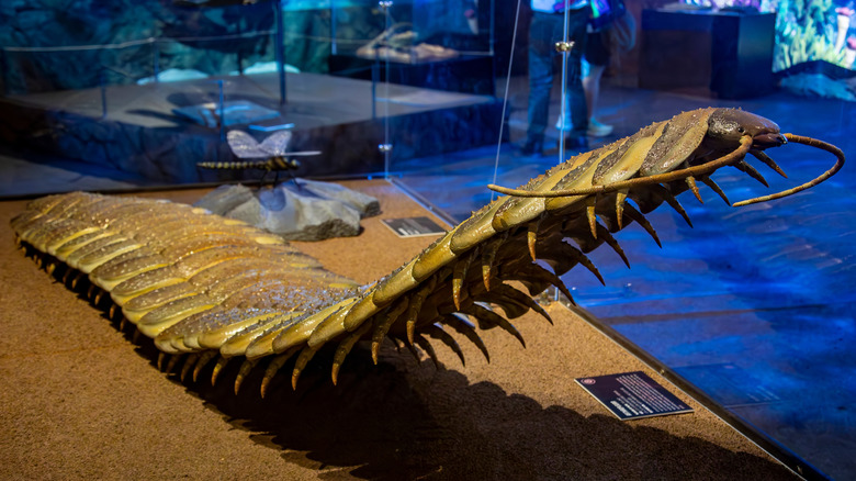 Model of an extinct, ancient arthropod resembling a giant centipede in a museum