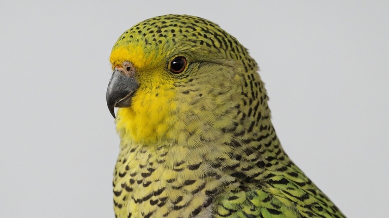 close up of a night parrot (Pezoporus occidentalis)