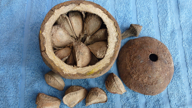 Capsule full of Brazil nits