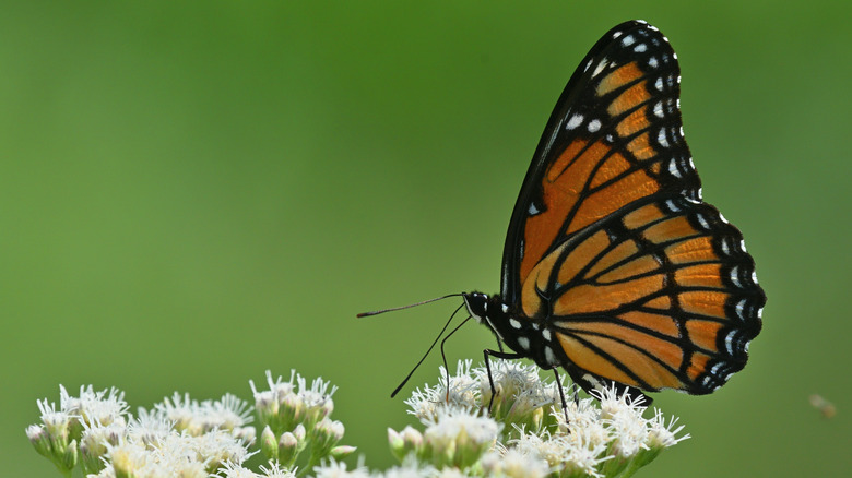 Viceroy butterfly (monarch mimic) sits on white flower blooms