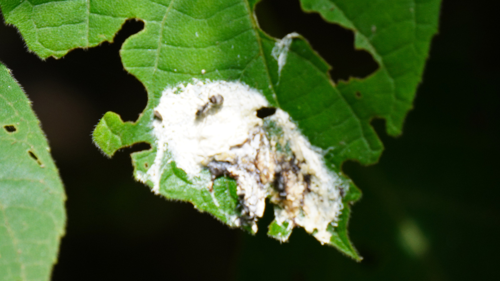 This Spider Species Looks Like Bird Poop And The Reason Is Fascinating