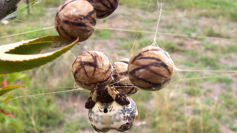 Bird Dropping Spider with numerous eggs
