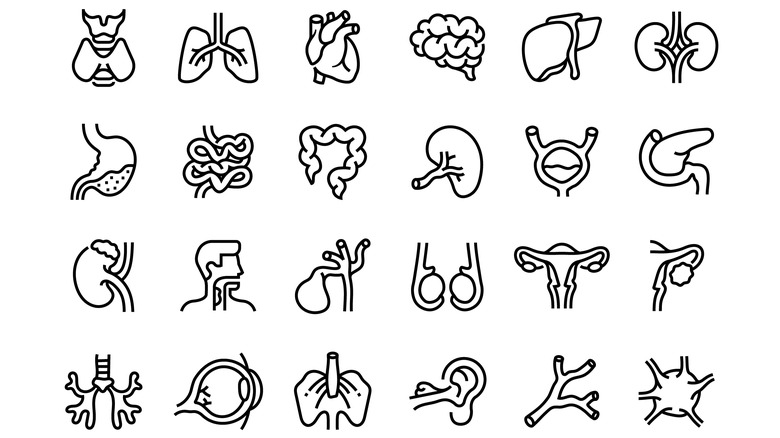 Variety of body parts drawn on a white background