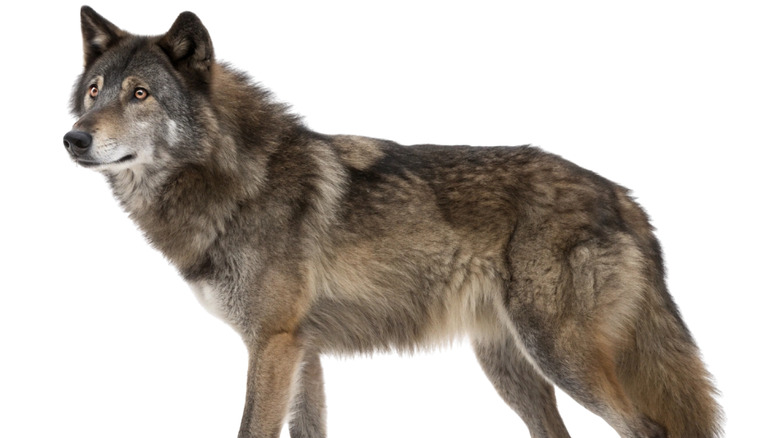 Timberwolf standing