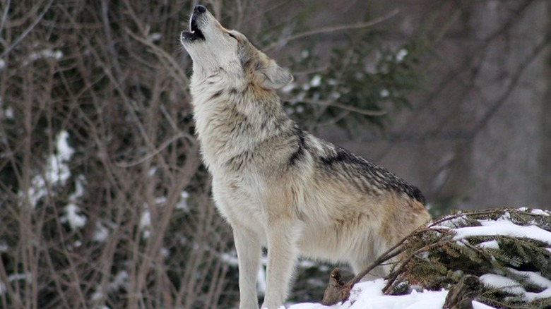 Gray wolf howling