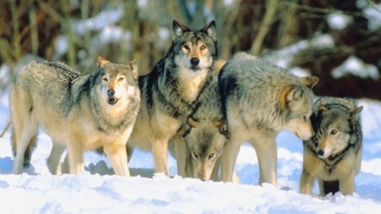 pack of grey wolves