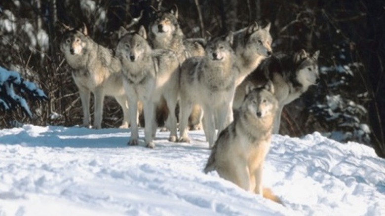timber wolf pack