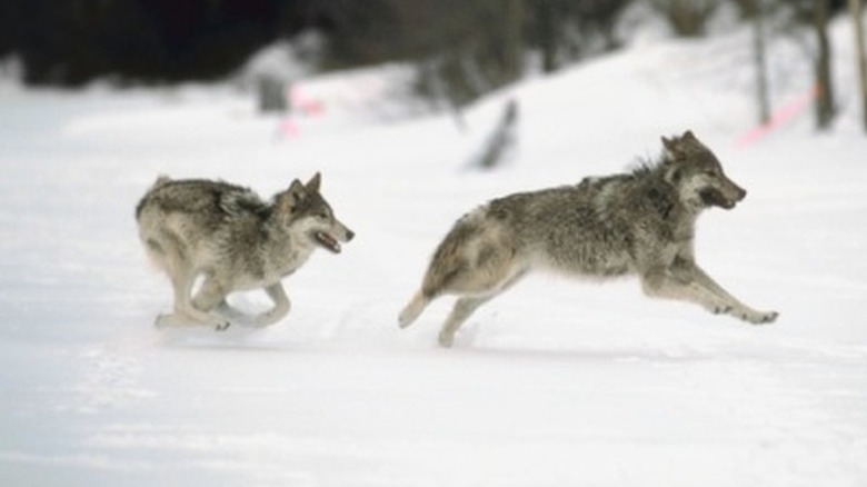 timer wolves running in the show