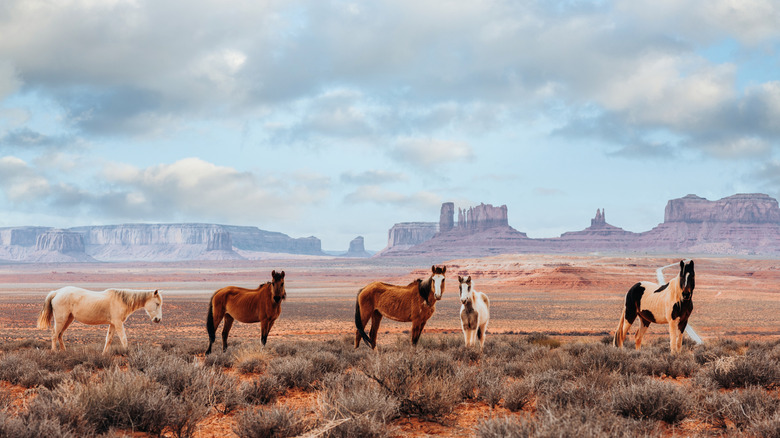 Horses stand on a plain with rock formations in the distance beneath a cloudy sky