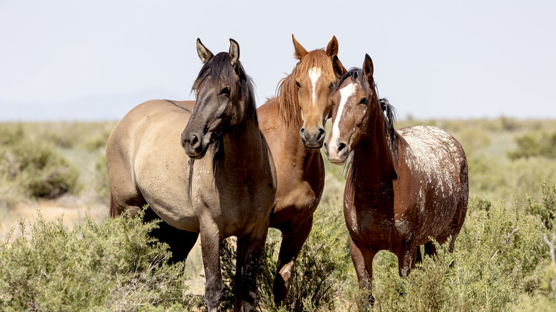 A group of horses are seen standing amid brush against a grey sky