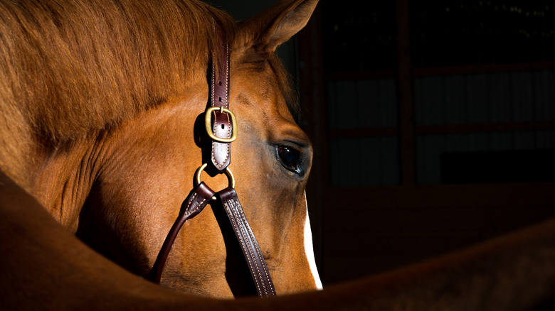 The side of a horse's head and the eye are seen in shadow