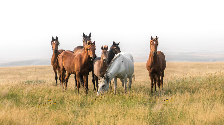A group of horses stand in grass against a grey sky