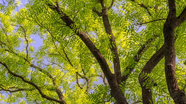 Ash trees with blue sky in the background