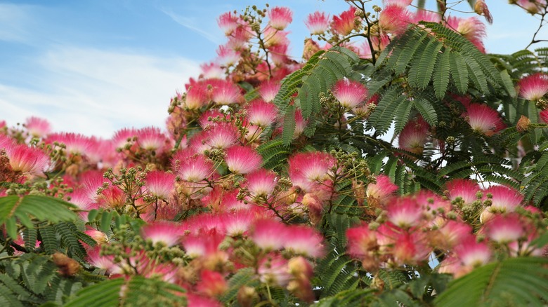 Mimosa tree in full bloom with fluffy pink flowers