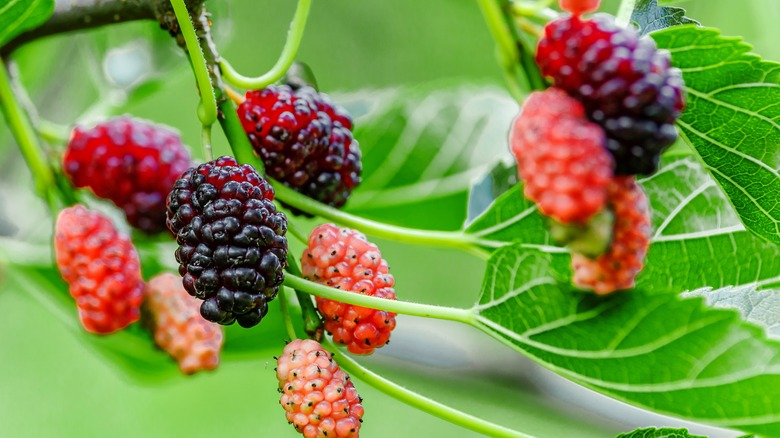 Close up of fruit and leaves of a mulberry tree
