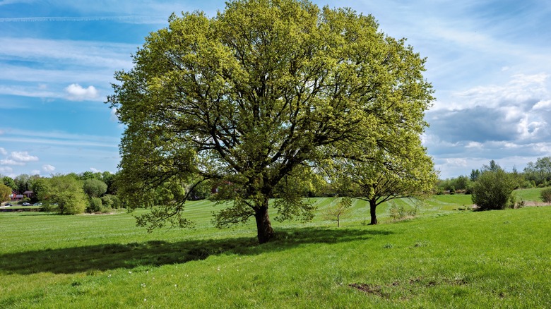Oak tree growing in large green space