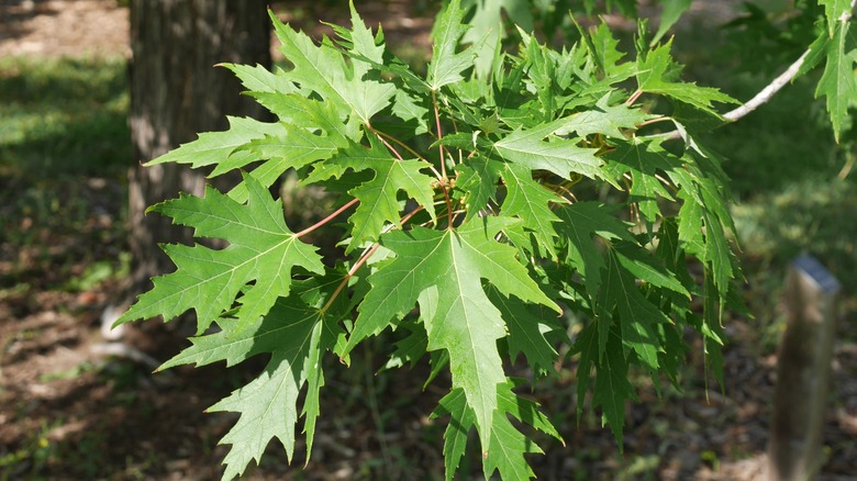 Leaves of the silver maple tree in summer