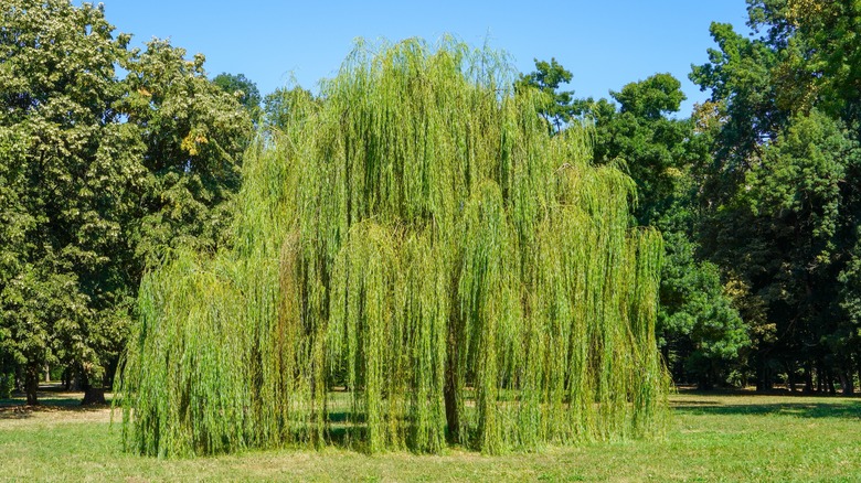 Large weeping willow with branches hanging down touching the grass