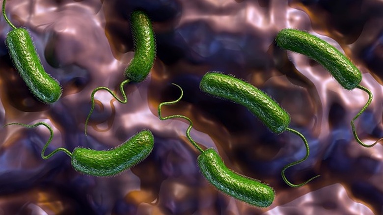 3D rendering of Vibrio vulnificus