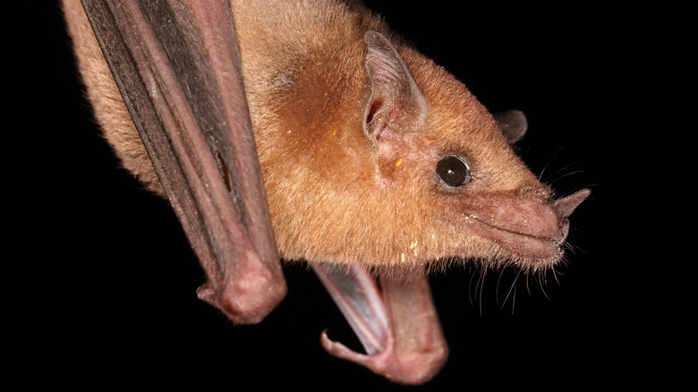 close up of the face of a bat